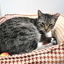 Thumbnail photo of Angela (In Foster) #3