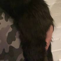 Thumbnail photo of Bear #3