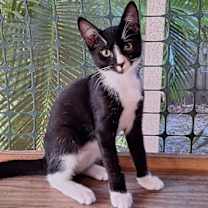 Thumbnail photo of Basil #3