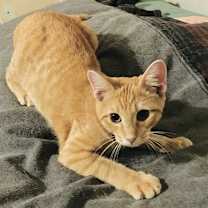 Thumbnail photo of Peyton #4