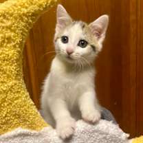 Thumbnail photo of Iris #1