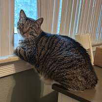 Thumbnail photo of Theo #3