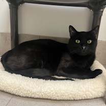 Thumbnail photo of Magic #1