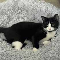 Thumbnail photo of Pawlie (Paws) #1