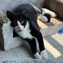 Thumbnail photo of Pawlie (Paws) #2