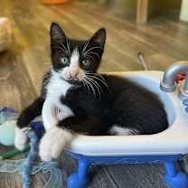 Thumbnail photo of Pawlie (Paws) #3