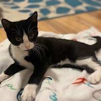 Thumbnail photo of Pawlie (Paws) #4