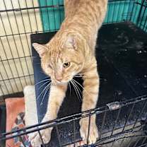 Thumbnail photo of Captain Morgan #2