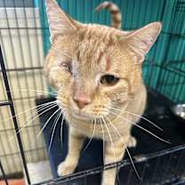 Thumbnail photo of Captain Morgan #1