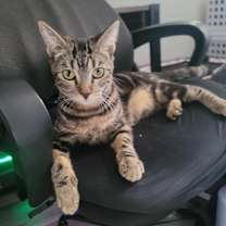 Thumbnail photo of Mabel #1