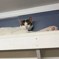 Thumbnail photo of Wolfman #1