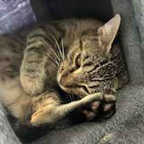 Thumbnail photo of Layla #3