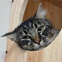 Thumbnail photo of Milo #3