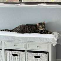 Thumbnail photo of Stout #3