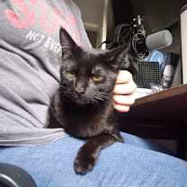 Thumbnail photo of Compy #2