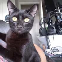 Thumbnail photo of Compy #4