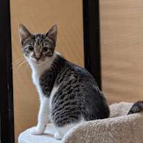 Thumbnail photo of Tiki #2