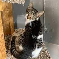 Thumbnail photo of Tiki #3