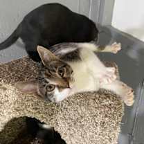 Thumbnail photo of Tiki #4