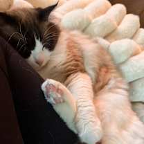 Thumbnail photo of Remi #4