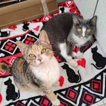 Thumbnail photo of Millie and minnie #3