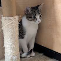 Thumbnail photo of Peyton #3