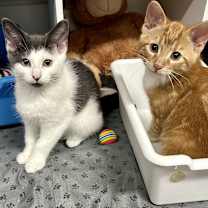 Thumbnail photo of Mouse and Doritos Los Tacos #2