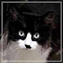 Thumbnail photo of Rose #3