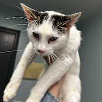 Thumbnail photo of Cosmin #2