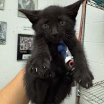 Thumbnail photo of Charlie #2