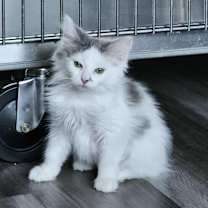 Thumbnail photo of Goldy #2