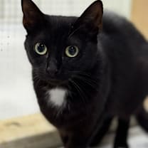 Thumbnail photo of Cleo #3