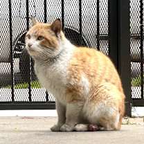 Thumbnail photo of Irish #1