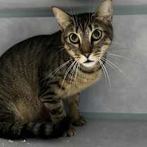 Thumbnail photo of Loki #4