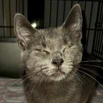 Thumbnail photo of Chanel #4