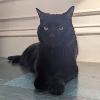 Thumbnail photo of Coco Puff #2