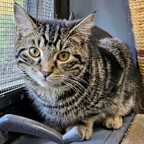 Thumbnail photo of Rigatoni #1