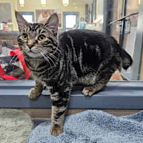 Thumbnail photo of Rigatoni #2