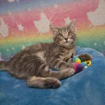 Thumbnail photo of Toby #2