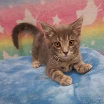 Thumbnail photo of Toby #3