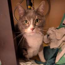 Thumbnail photo of Gracie #1