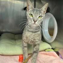 Thumbnail photo of Rosie #1