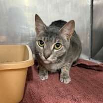 Thumbnail photo of Rosie #3