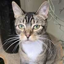 Thumbnail photo of Otis #3