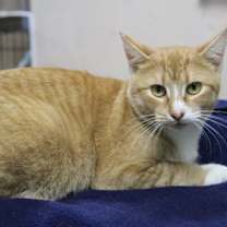 Thumbnail photo of Boo #2