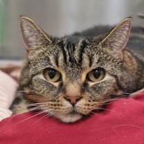 Thumbnail photo of Bengi 60438 #1