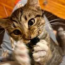 Thumbnail photo of Nature Siblings: Ivy (16750) #2