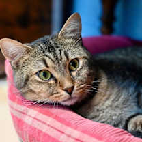 Thumbnail photo of Zino #1