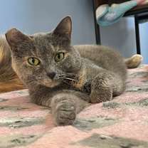 Thumbnail photo of Demri #1