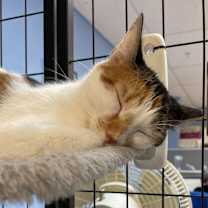 Thumbnail photo of Q-tip #1